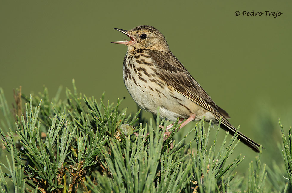 Bisbita arbóreo (Anthus trivialis)